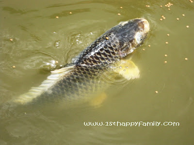 I captured these big carp fish common carp fish. I captured these big carp fish