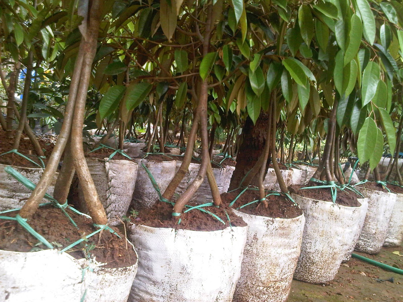 jual pohon durian merah jual pohon durian montong pohon jual pohon durian merah jual pohon durian montong pohon