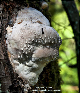 Best Places to See in BC, Burns Bog Weeping Fungi