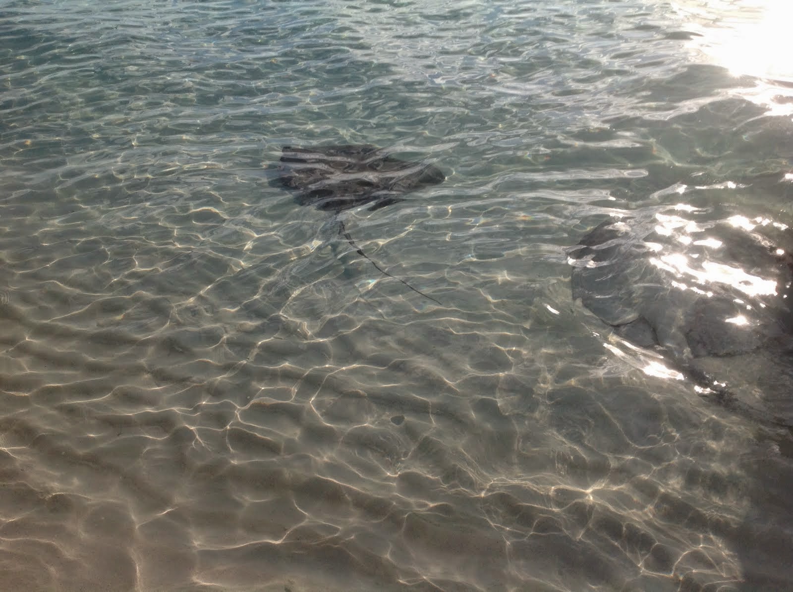 Stingrays by the Conch Salad Stand