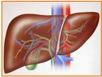 Latihan Soal System Pencernaan Nissahaa Blog