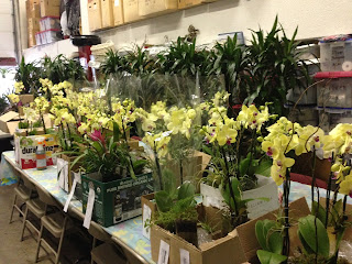 Westford, MA interior plant care and flowering program 