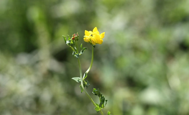 Birds-Foot Trefoil Flowers Birds-Foot Trefoil Flowers