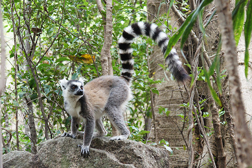 Lemur catta