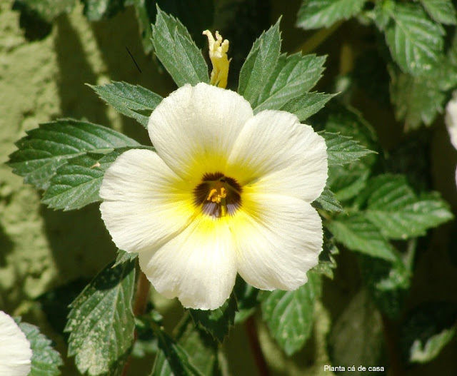 Planta cá de casa Turnera