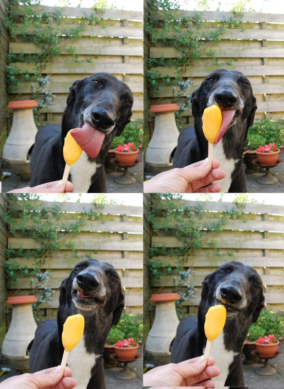 dog eating popsicles, dog popsicle recipes