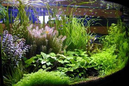 akvaryum habitat