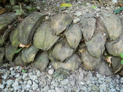 Coconut husk retaining wall at Diamond Botanical Gardens Soufriere St. Lucia by garden muses-not another Toronto gardening blog