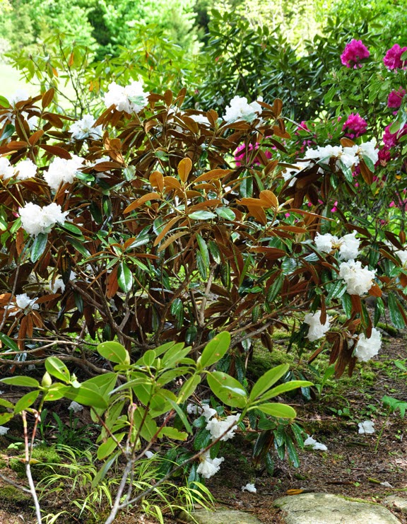 Three Dogs in a Garden Azaleas and Rhododendrons