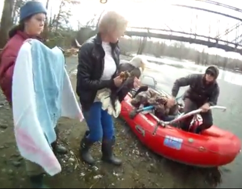 Wounded Eagle Rescued by the Ra...
