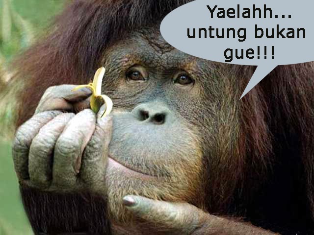 9400 Gambar Hewan Lucu Kata Kata Terbaik Gambar Hewan