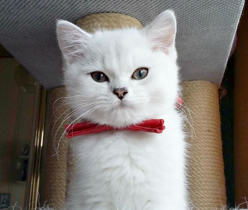 Si Silverbuttons Cattery Of Silver And Golden Shaded British