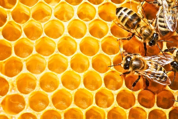 Rahasia bentuk "hexagonal" sarang lebah