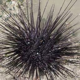 Seaurchinpulausapudi Manfaat Landak Laut Seaurchinpulausapudi Manfaat Landak Laut