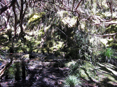 Bosque San Luis, Parque Nacional Cajas, Equador