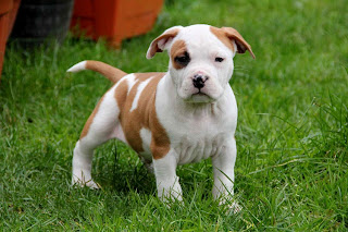 American Staffordshire Terrier Puppy