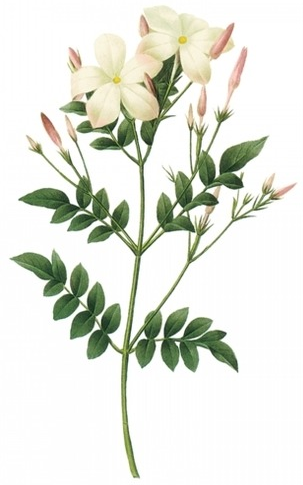 jasmin rencontre