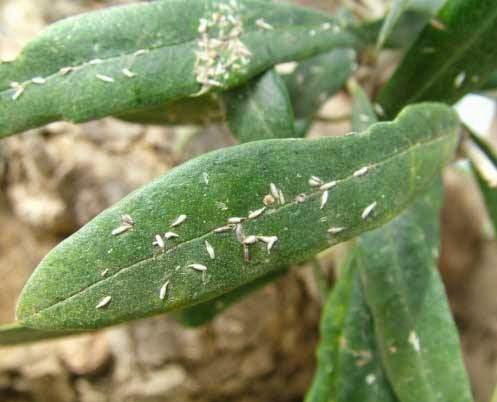Ασθένειες & Εχθροί της Ελιάς Ψώρα ελιάς (Leucaspis riccae) GEOPONIC