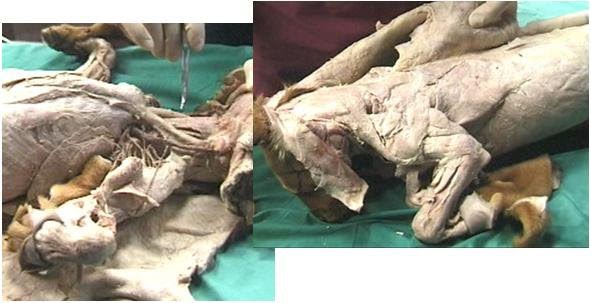 Veterinary Medicine: VIDEO - Dog Dissection: Miology (Neck & Forelimb