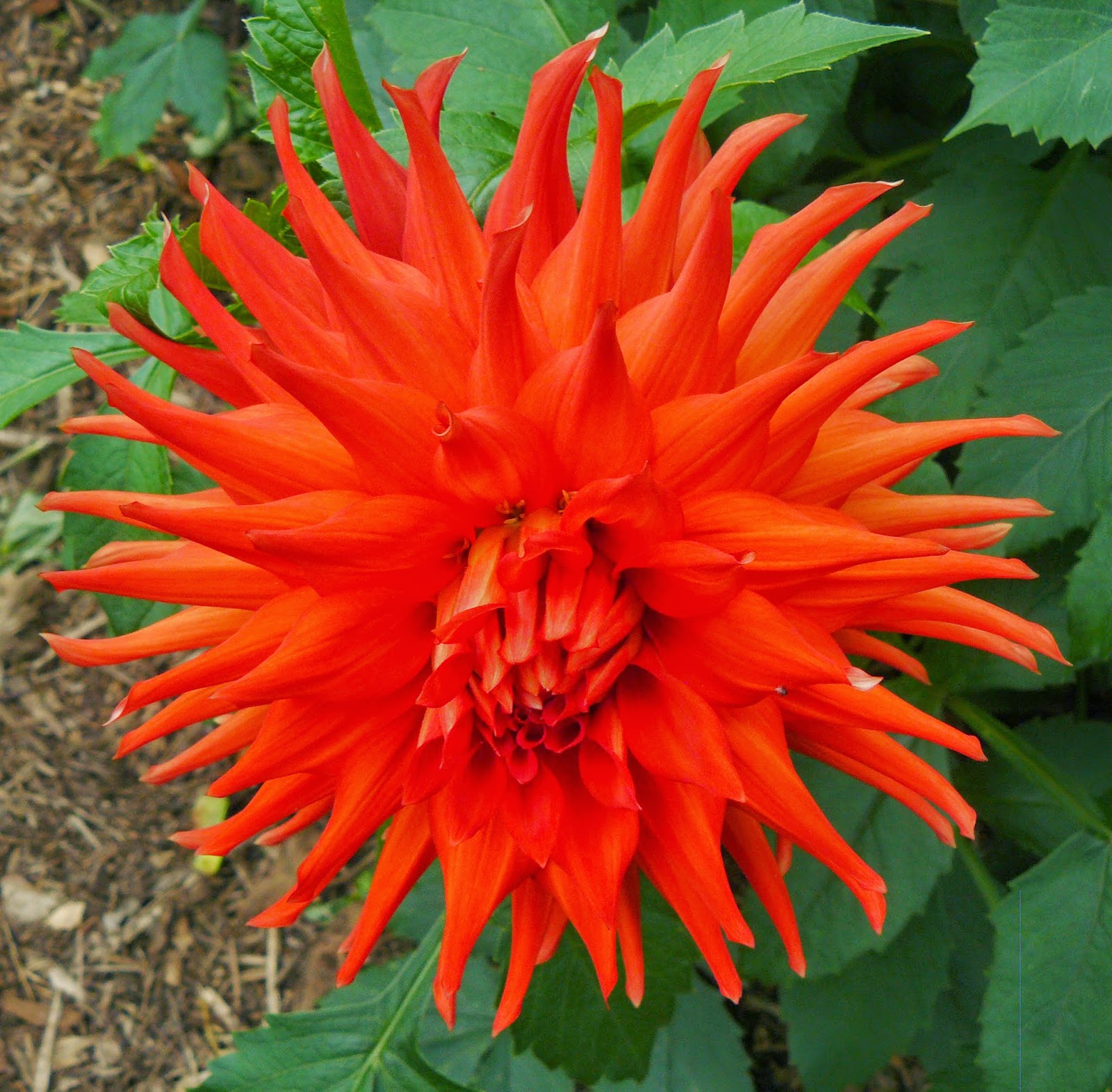 Clear Creek Dahlias 2014 Dahlia Photo Album