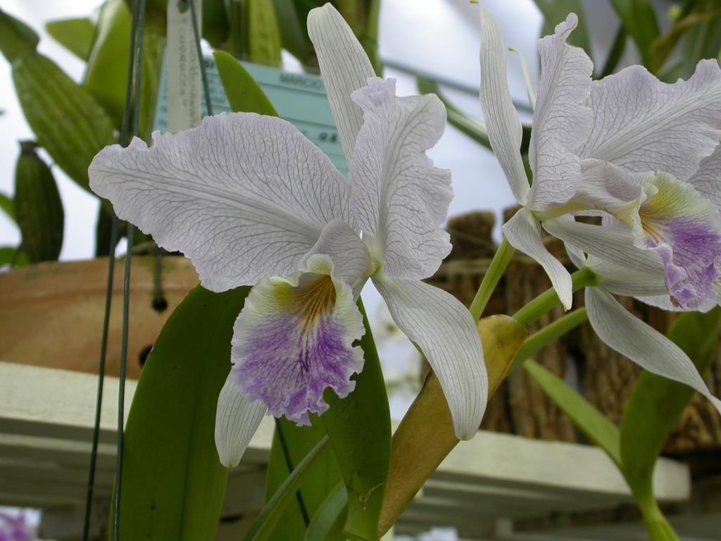 cattleya lueddemanniana