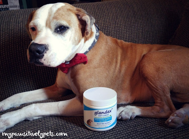 What do dog anal glands smell like