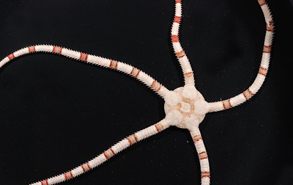 Real Monstrosities Brittle Star