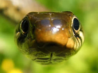 species of uk snakes uk snake species