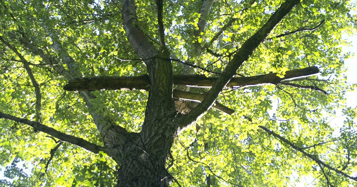 Getting Out Alive Widow Makers