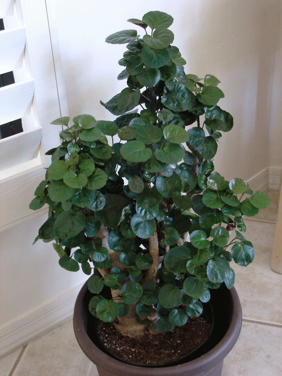 creeping charlie houseplant