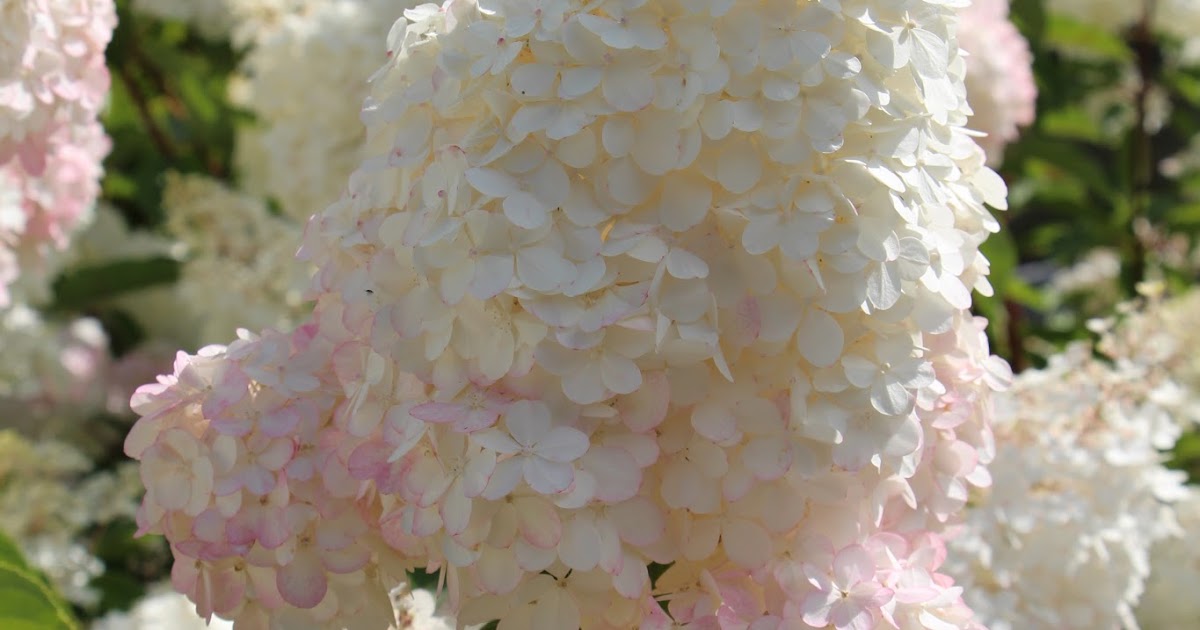 Fishtail Cottage Fishtail Cottage Garden 7/20/15