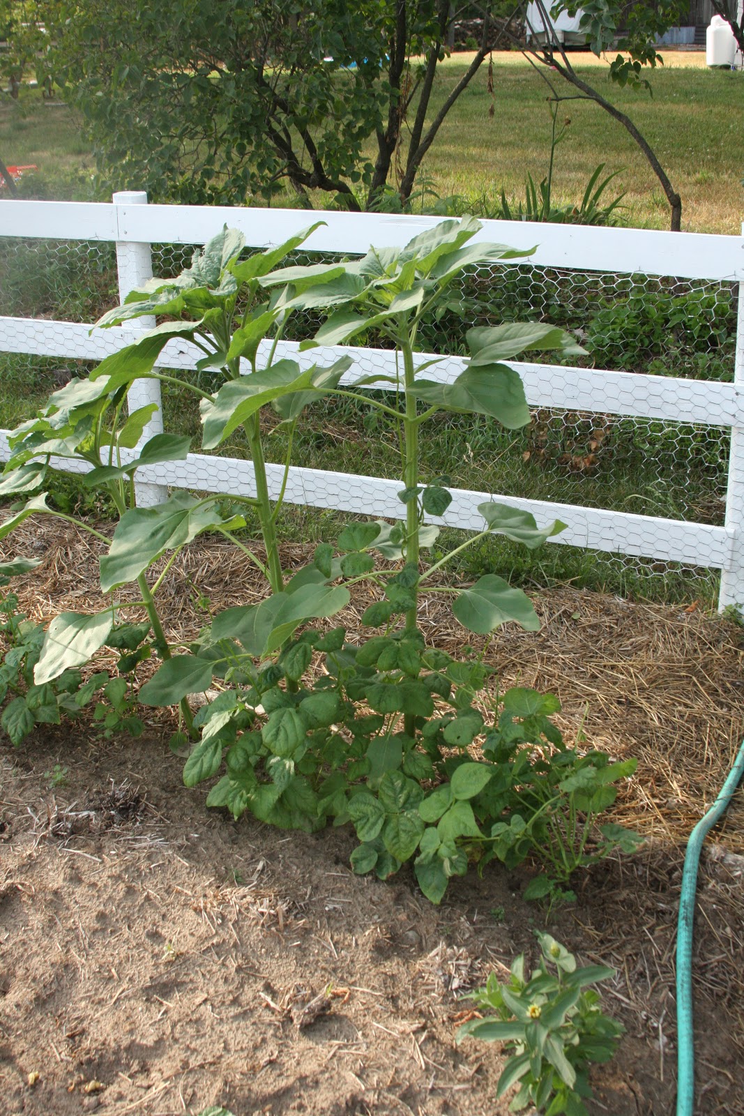 Third Day Farms June 2012