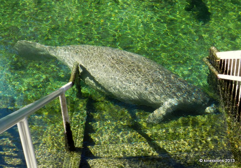 kinexxions The Manatees of Blue Spring