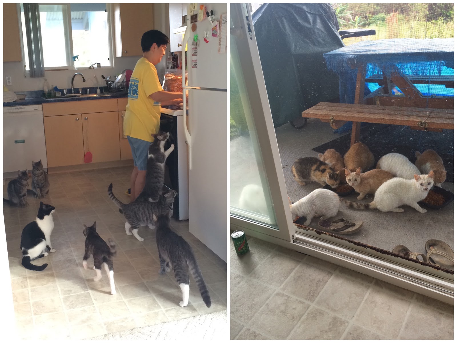 AUTEUR ARIEL I'm living with 16 cats... + GIVEAWAY!