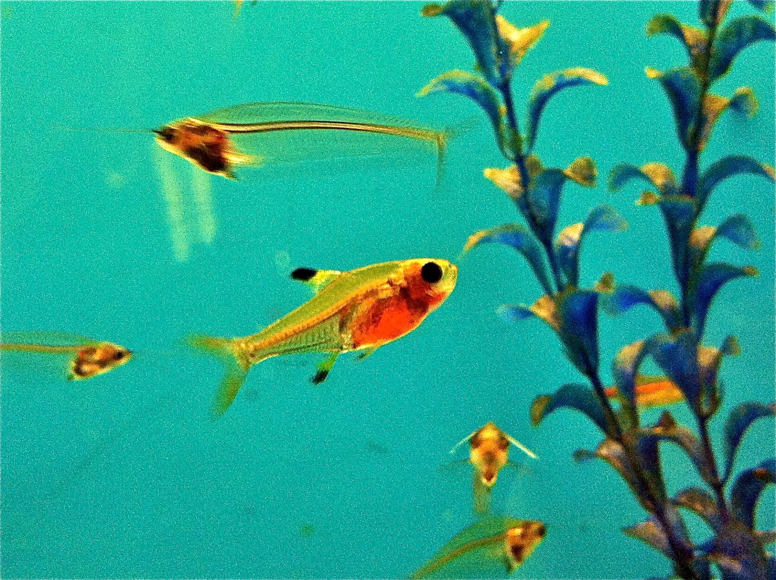 Impression Evergreen XRay Tetra A South American MicroPredator