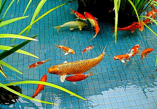 Kriteria Air Kolam Ikan Yang Baik Akuarium Ikan Hias