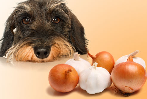 Are Dogs Allowed To Eat Onions Are Dogs Allowed To Eat Onions