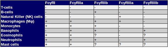 Expression pattern of the major Fc gamma Receptors (FcγRs) in human - cells included in the list T-cells, B cells, macrophages (Mφ), neutrophils, Natural Killer Cells (NK Cells), monocytes, and mast cells - in easy to understand table which includes several members, FcγRI (CD64), FcγRIIA (CD32), FcγRIIB (CD32), FcγRIIIA (CD16a), FcγRIIIB (CD16b) Expression pattern of the major Fc gamma Receptors (FcγRs) in human - cells included in the list T-cells, B cells, macrophages (Mφ), neutrophils, Natural Killer Cells (NK Cells), monocytes, and mast cells