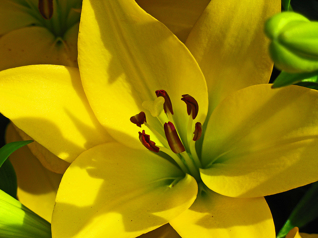 Rare Plant Found On Park Whitby Holiday News