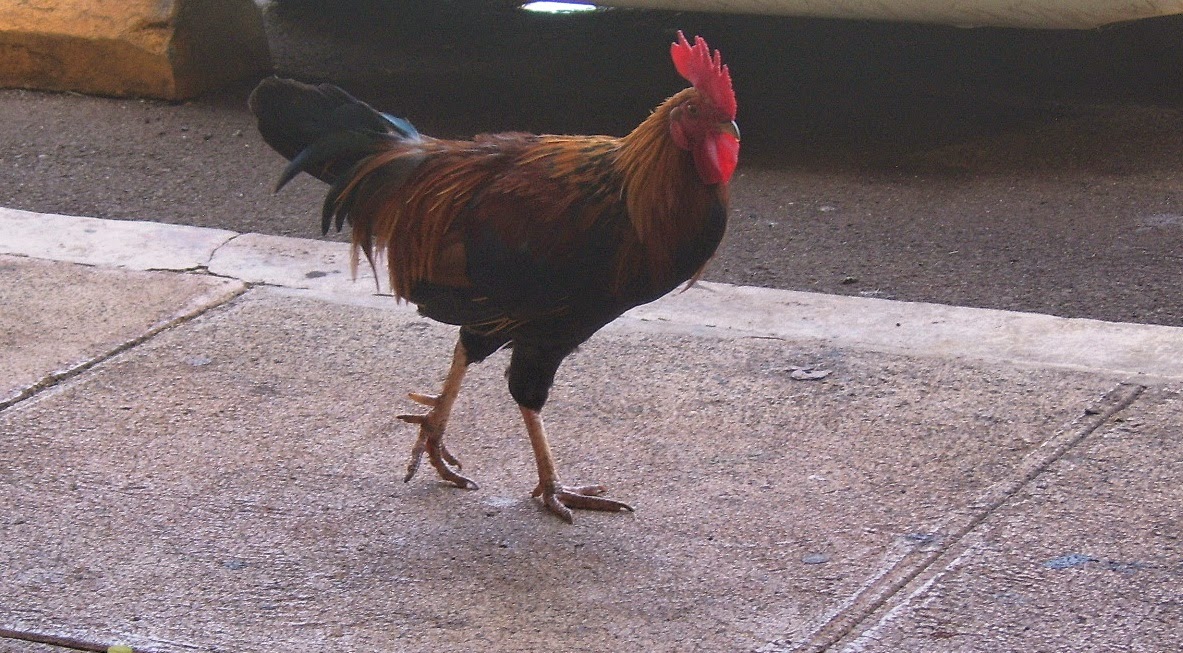 prostitute arrested in kauai