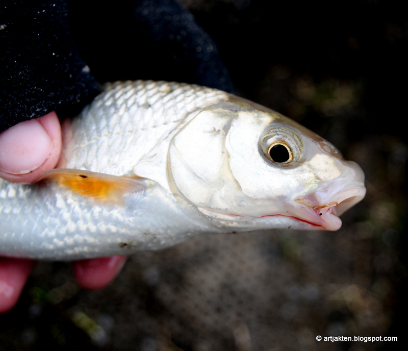 dejtingsida för snygga cyklar