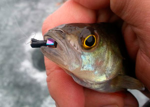 безмотылка гвоздекубик