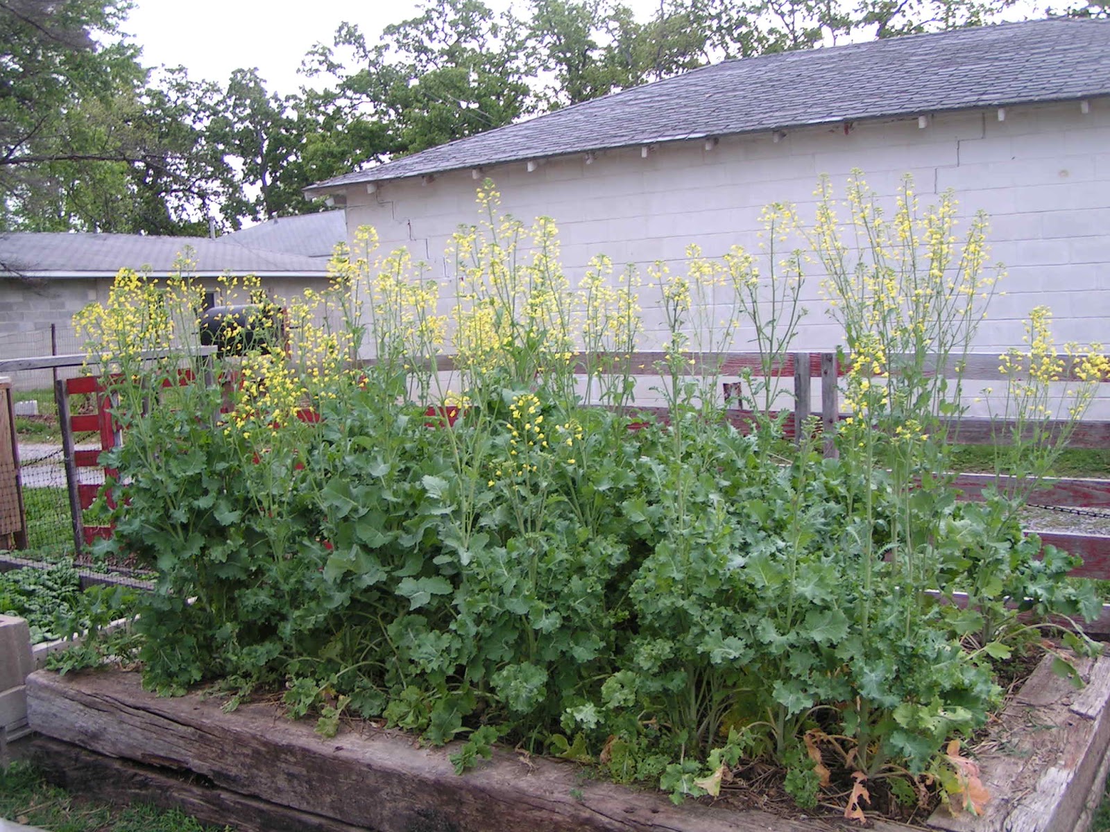 Frugal Home and Health Flowering and seeding kale (saving kale seeds