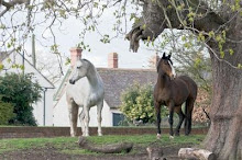 PV Horses. No Placebo Effect with horses. Yes, works On Horses too!