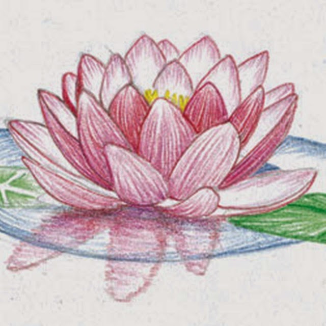 flower drawings