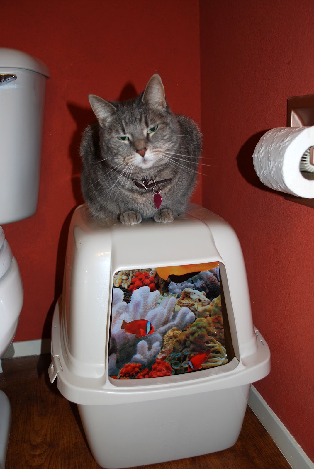 a patchwork world Crazy Cat Lady Craft A Fish Tank Litter Box