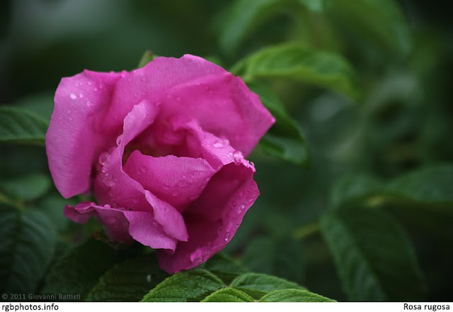 Fotografia di fiore di rosa rugosa