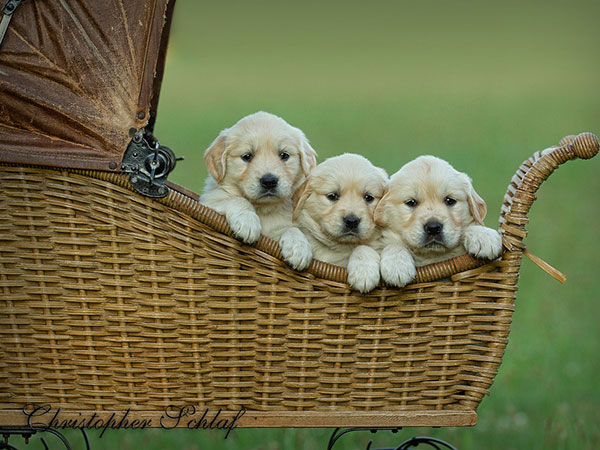 Crazy Pictures: cute puppies images