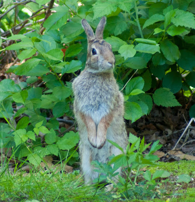 Rabbit