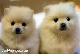 Aneka Satwa Anjing Hias